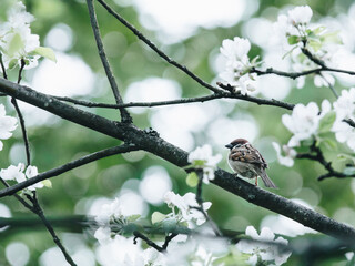今日必看教程“微乐自建房怎么提高胜率”详细开挂教程!